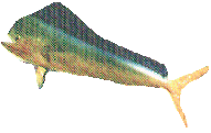 dorade.gif (8750 octets)